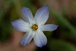 Star-of-Bethlehem <BR>Springstar